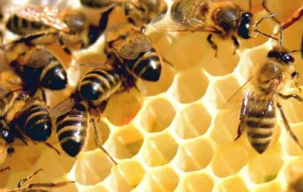 Unveiling the Health Benefits of Hawaii's Organic Honey