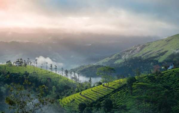 Kerala Calling: Discover Munnar's Timeless Charm with KeralaTourOffers