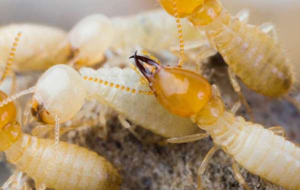 Types of termites found in Australia