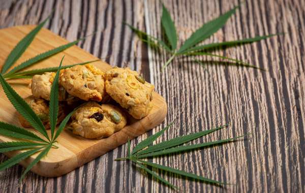 CBD Bars for Pets: A Growing Trend in Pet Wellness