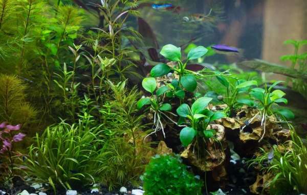 Unlocking the Art of Aquascaping: A Beginner's Guide