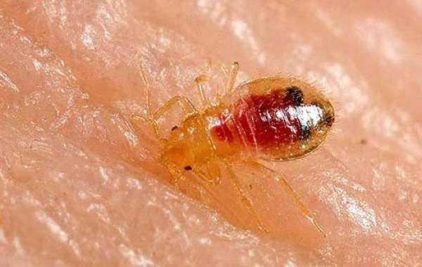 Why Bed Bug Heat Treatment is Superior to Traditional Methods