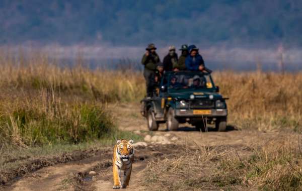 Jim Corbett National Park | Jim Corbett Tour Packages | Jim Corbett Resort Booking