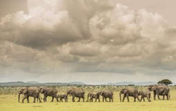 Everything You Need To Know While Planning For Your African Safari Tours