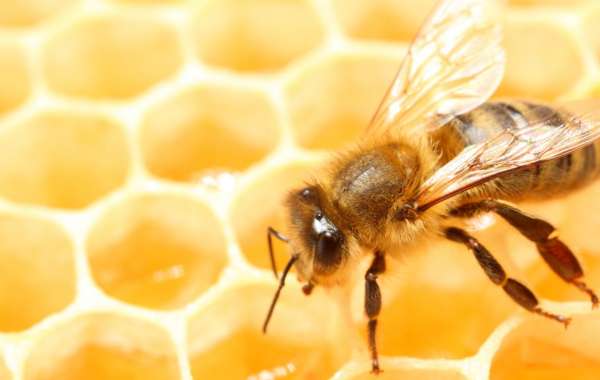 Unveiling the Enigma of the Queen Bee: Nature's Sovereign