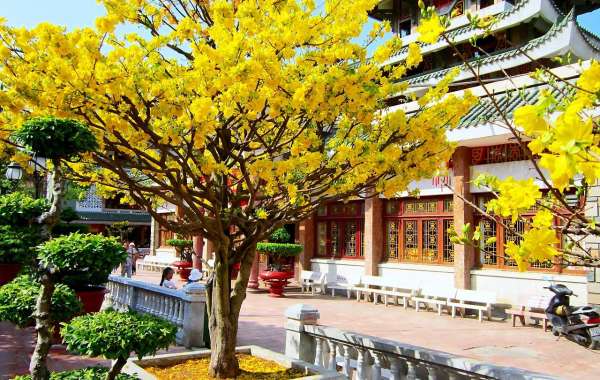 Cây Mai "Khủng" Vừa Xuống Chợ, Đại Gia Chi 4 Tỷ Đồng Mua Đứt