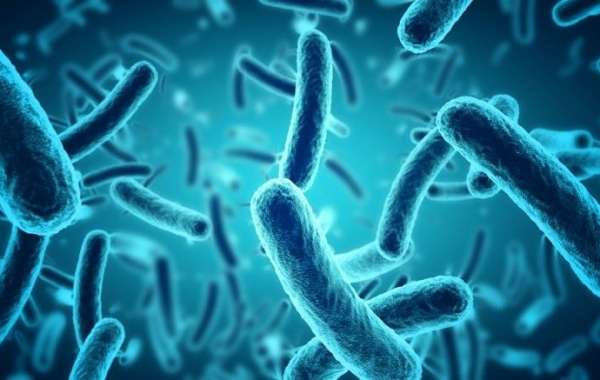 Probiotics Market Size, Demand, Growth, industry Outlook and Growth Forecast 2024-2032