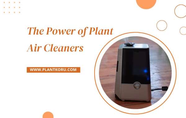 The Power of Plant Air Cleaners