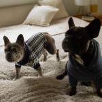 Luxury pet clothing profile picture