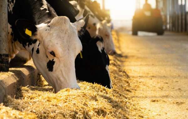 Animal Feed Organic Trace Minerals Market Size, Demand and Forecast 2024-2032
