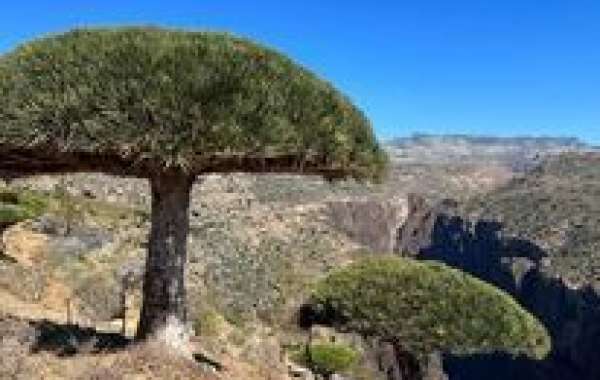 Understand These Facts about Socotra Eco Tours