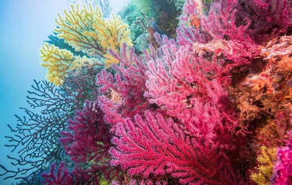 The Role of Coral Reefs in Climate Change Mitigation