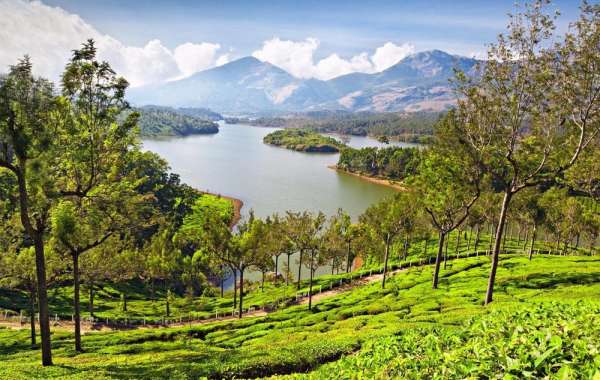 Top 5 Kerala Munnar Tour Package Deals for 2024