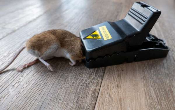 Understanding Mouse Traps: Types, Effectiveness, and Best Practices