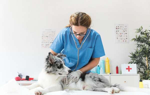 Cortisol em Cães: Fatores Surpreendentes que Elevam os Níveis do Hormônio