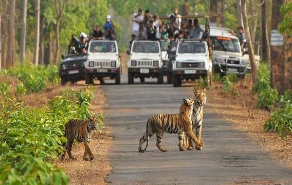 Explore the Wild: Pench National Park Tour Package from Nagpur