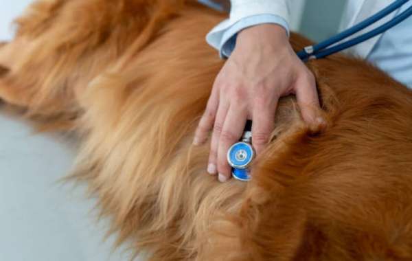 Understanding your pets lab tests Veterinary Teaching Hospital Washington State University