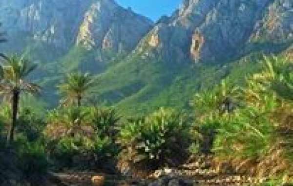 Discover Socotra with Tailored Tour Packages from Socotra Pioneer Tours