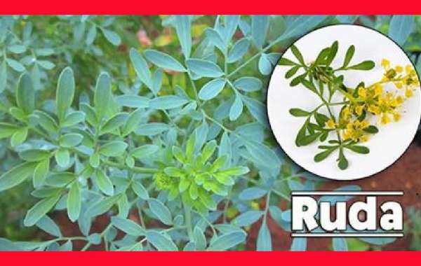 Descubre los Poderosos Beneficios del Aceite de Ruda para Tu Bienestar