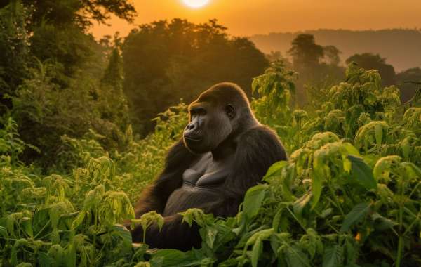 Experience the Best of Africa with Hermosa Life Tours & Travel's Tailored Trips to Rwanda