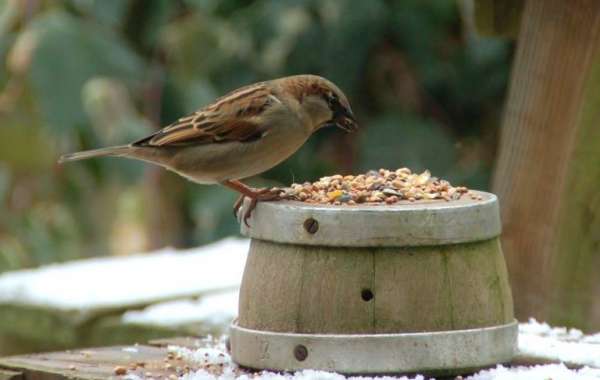 What Do Sparrows Eat? A Comprehensive Guide