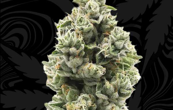 Understanding Legal THC Flower and Its Safe Consumption