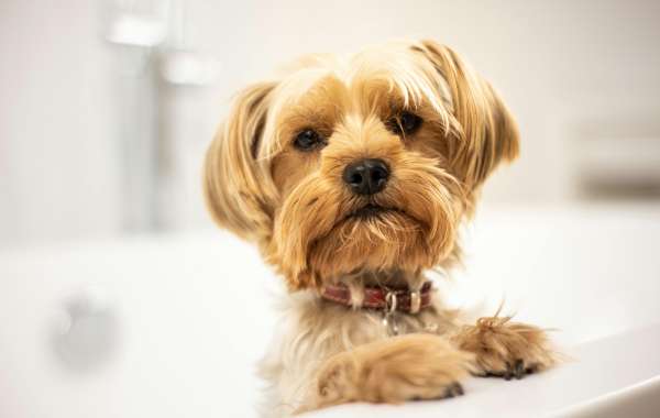 Expert Dog Bathing Service for Happy Pups