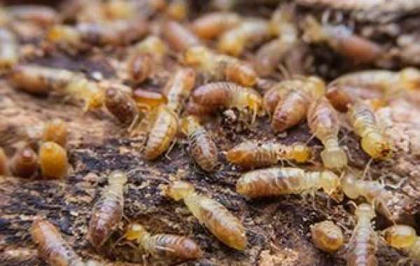 Termite Pest Control Services by Urban Junggle: A Comprehensive Guide