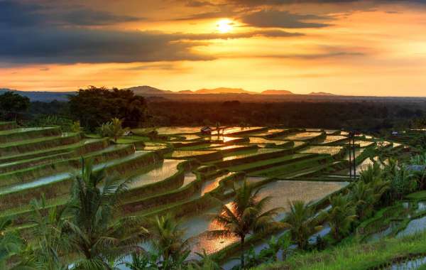 A Culinary Adventure: Bali Food Tour