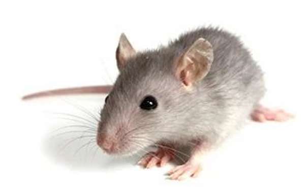 Rodent Pest Control Services: Why You Need Urban Junggle