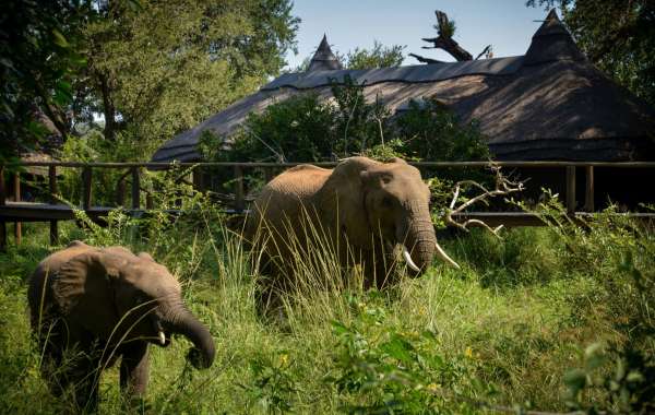 A Luxurious Escape: Kruger Park Private Lodges and Kruger National Park Hotels