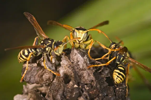 Wasp Control Melbourne | Tom's Pest Control Melbourn Cover Image