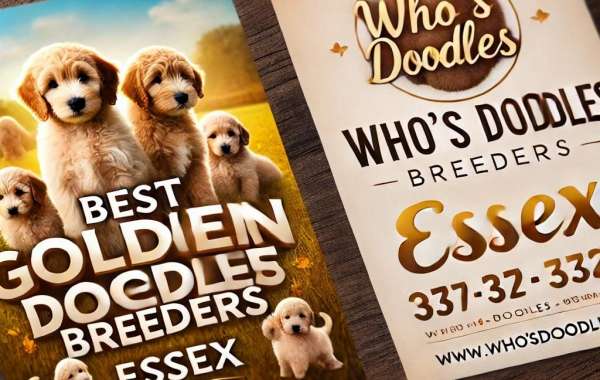 Welcome to our Selection of Charming Goldendoodle Puppies in London