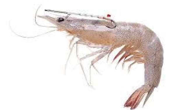 The Benefits of Keeping Live Shrimp in Aquariums