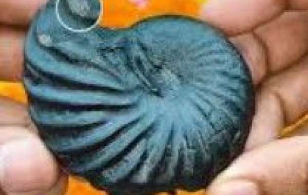 Buy Natural Shaligram Shilas Saligram Stone