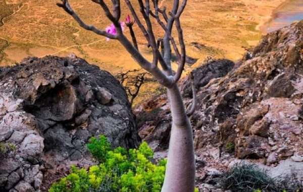 Reasons To Choose Socotra Pioneer Tours For The Best Socotra Island Tour