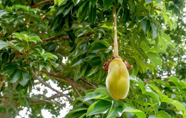 Establishing a Profitable Baobab Fruit Processing Plant Setup 2024, Project Cost Details