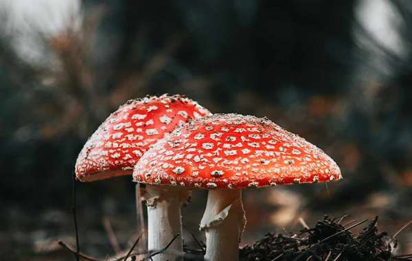 Amanita Muscaria UK: Exploring the Health Benefits and Safe Usage