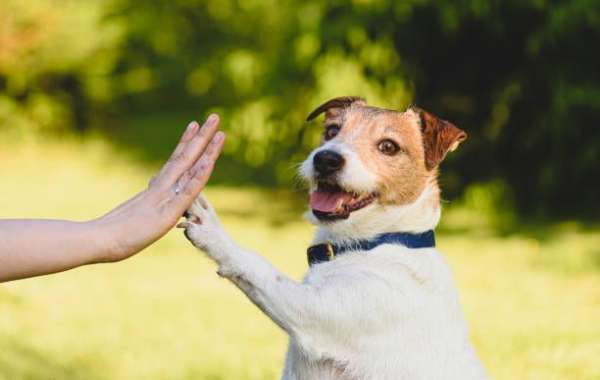 Achieve Better Behavior with Professional Dog Obedience Training