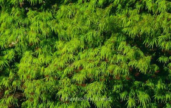 The Timeless Beauty of Japanese Maples