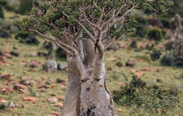 Explore Socotra, Yemen with Expert Tours | Socotra Pioneer Tours