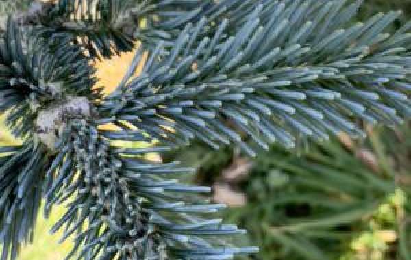 Poppin's Plants: Experience the Best at specialist conifer nurseries uk