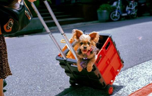 Pet Travels and Pet Shipping: Tips for Safe and Stress-Free Journeys