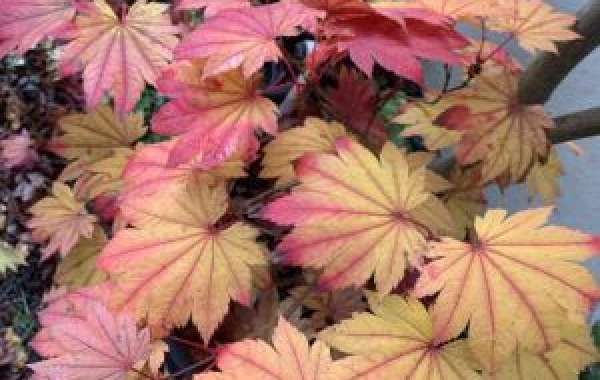 Plant Japanese Maple Seeds in the UK: A Holistic Guide