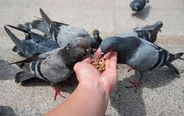 The Unseen Problem: How to Handle Unwanted Guests in Your Pantry