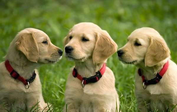 Your Search for Golden Retriever Puppies Near Me Ends Here!