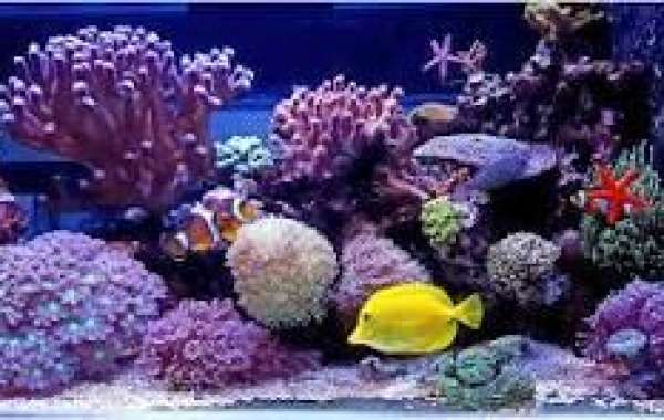 Reef Fish Tanks vs. Freshwater Tanks: Key Differences to Know