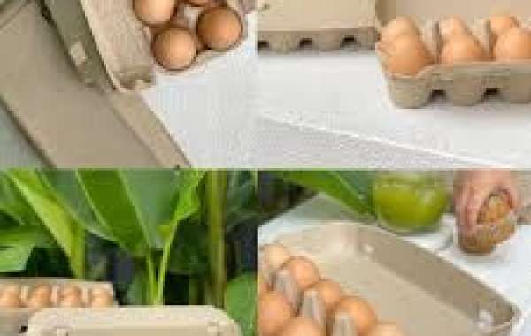 Egg Cartons in Bulk A Comprehensive Guide