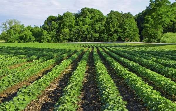 Brazil Agriculture Market Size, Share, Industry Growth & Outlook 2024-2032