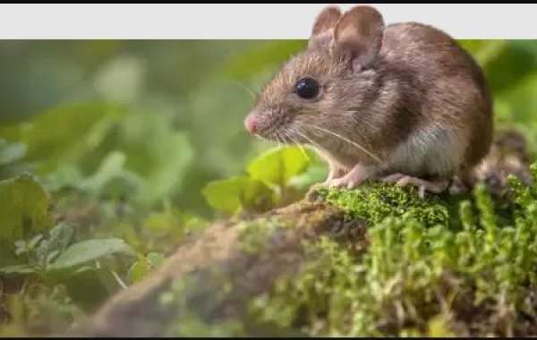 Rodent Control in Miami: Protecting Your Home and Health